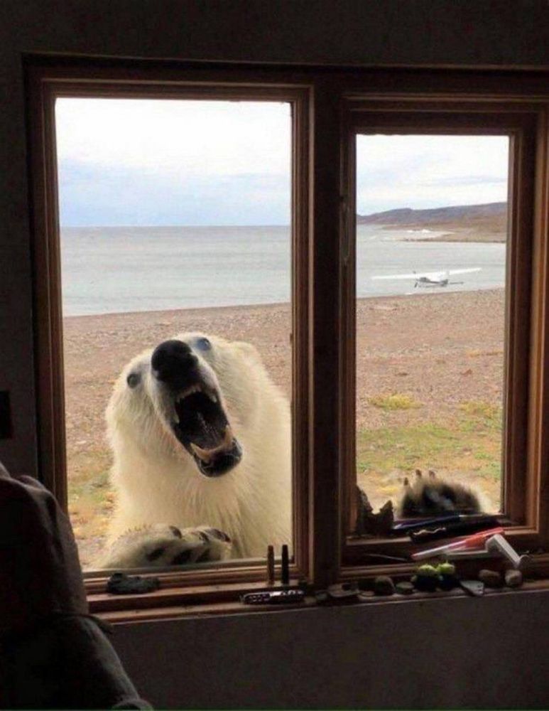 A polar bear roars right outside a window. 