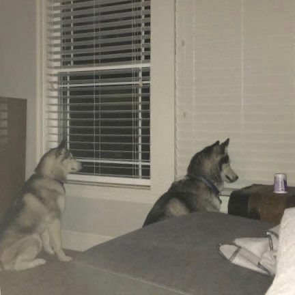 Two Huskies sit staring out two windows. The blinds are open on one, closed on the other. 