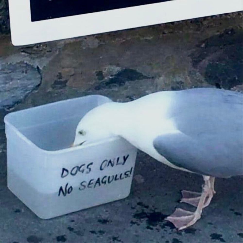 A seagull drinks from a container marked “DOGS ONLY, NO SEAGULLS.”