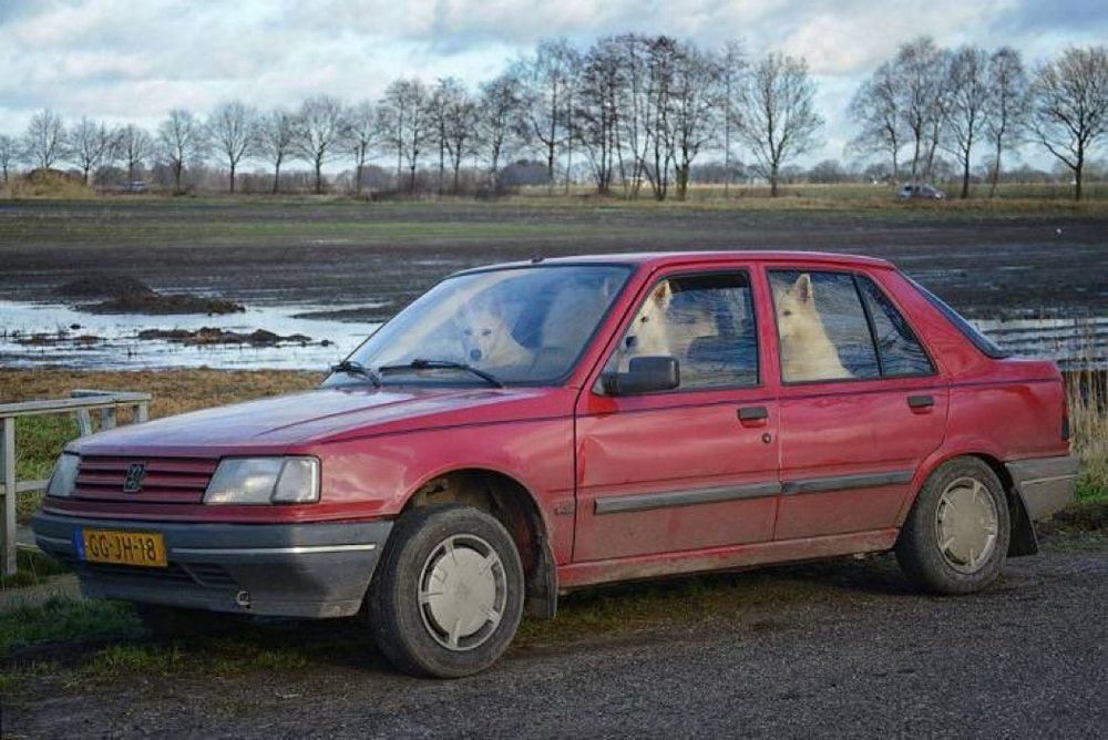 Four dogs sit in a parked red sedan on the side of a dirt road in a rural area.