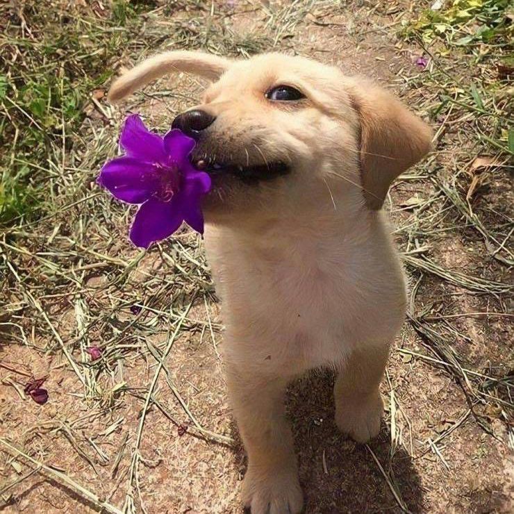 A Golden puppy looks up at the camera with a purple flower in their mouth.
