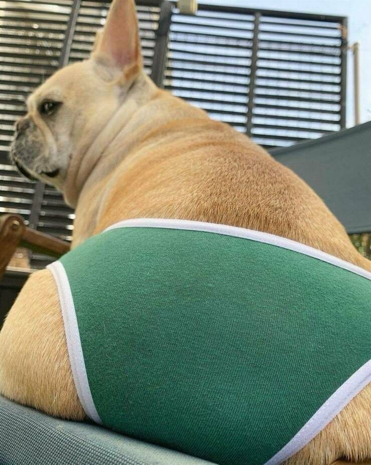 French Bulldog in a pair of green briefs, butt in front of the camera.