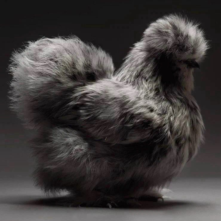 A moody glamour shot of a fluffy gray chicken in a grayscale setting.