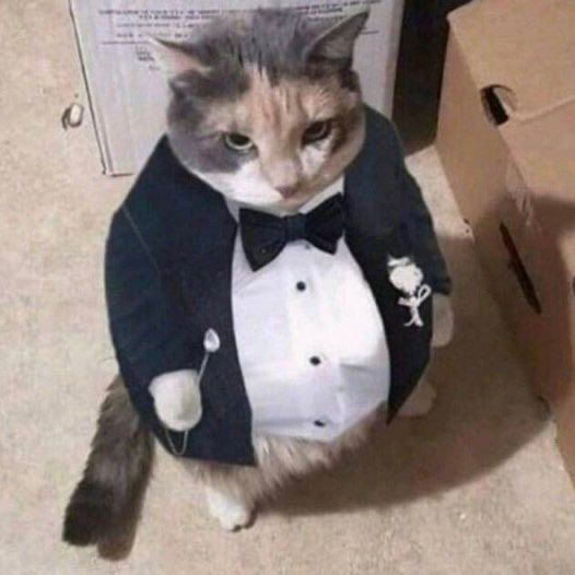 A round cat in a tuxedo standing on its hind legs. 
