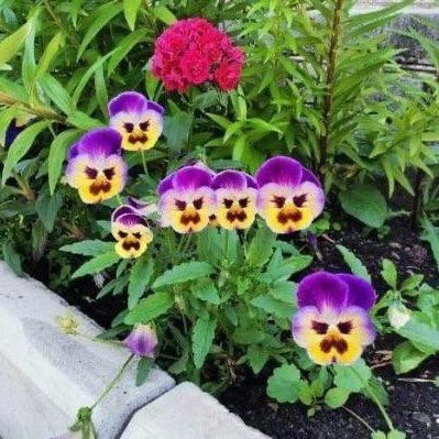 Patch of pansy flowers seeming to have angry faces.