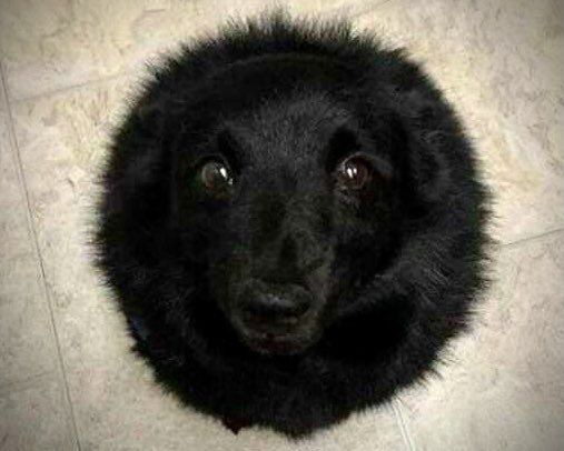 Top down shot of a black dog forming a perfect circle. The dog is looking up pleadingly.