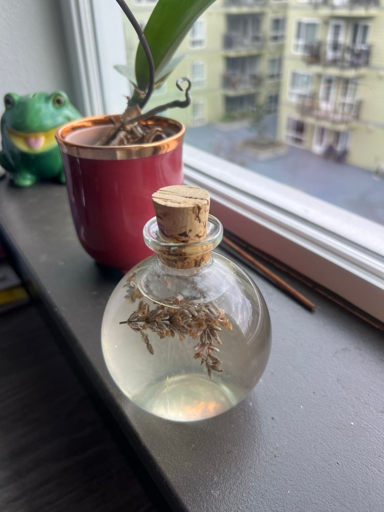 A photo of a globe-shaped glass container of full moon water with sprigs of lavender inside. The container is sealed with a cork. There is an orchid in the background, on its way to blooming, and a ceramic frog piggy bank. 