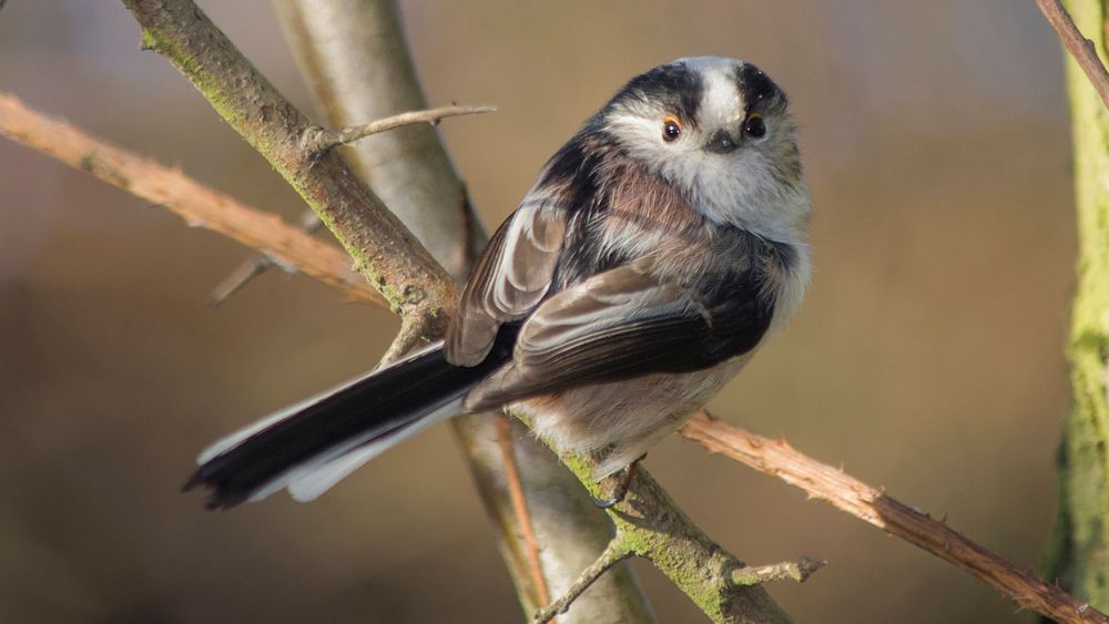 Long-tailed tit photo, courtesy of the Woodland Trust - mouse sized bird with a white stripe on it's black head and a long black and white tail