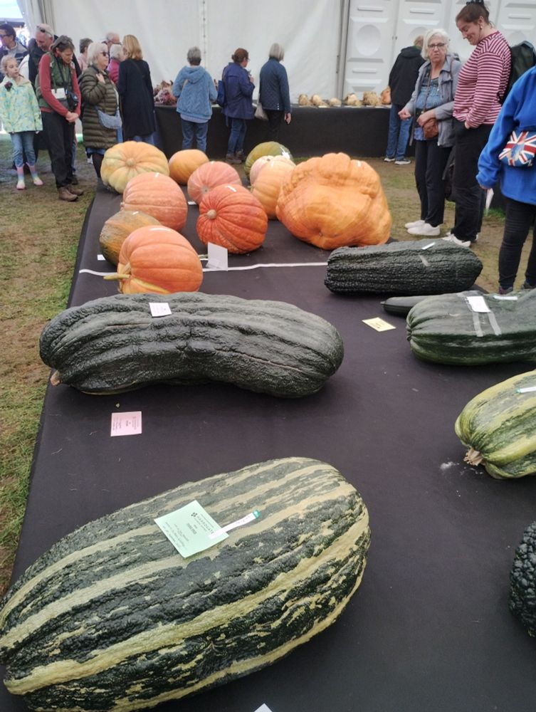 Display of giant marrows and pumpkins in competition 