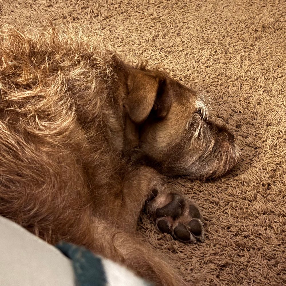 A fuzzy tan dog sleeping on a tan carpet with one paw flipped upside down 