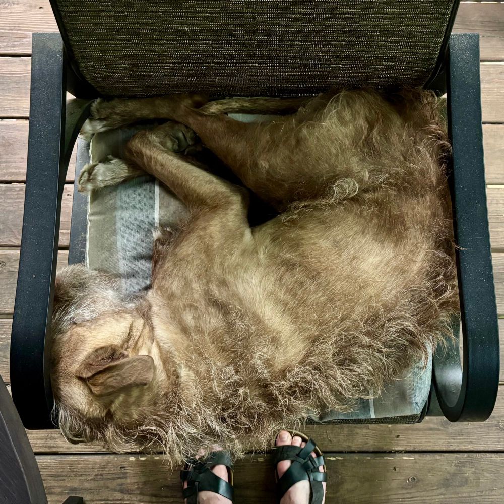 Big fuzzy tan dog curled up in a patio chair. 