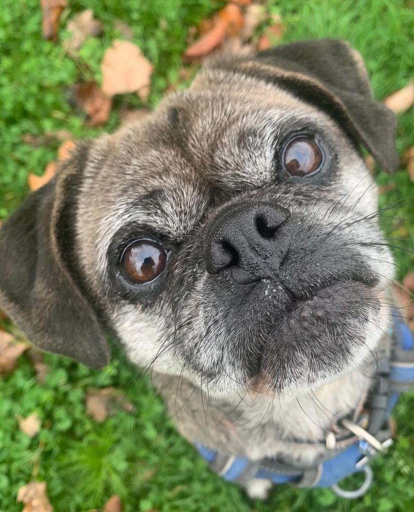 Sybil the pug/beagle cross wears a blue harness and is getting a little grey in the muzzle even as her colouring is already silvery.