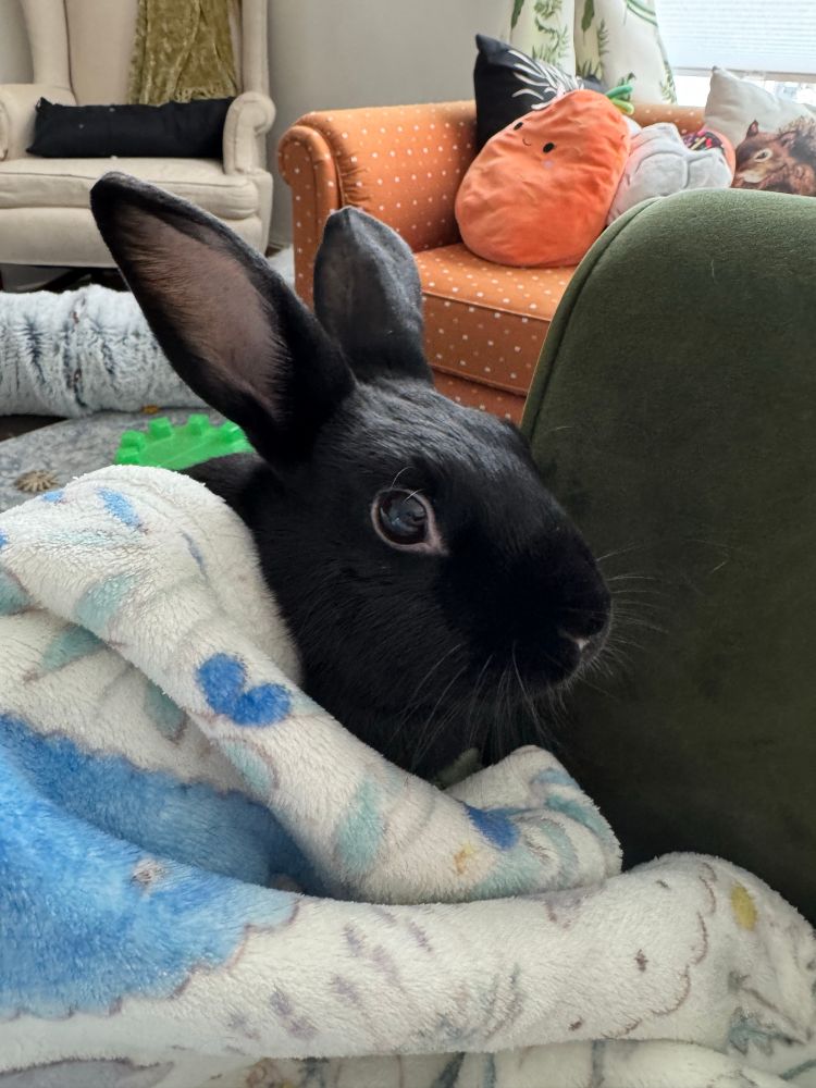 Black rabbit wrapped up in light colored blanket