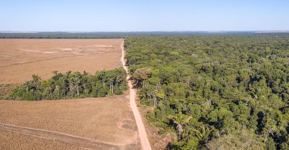 Aerial view of illegal Amazon deforestation. Credit: Paralaxis / Alamy Stock Photo

