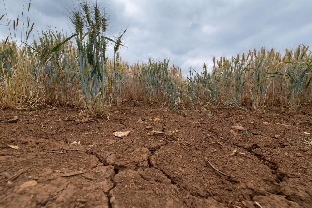 Barley growing on ground suffering from drought, with cracks in the soil. Credit: Wayne Hutchinson / Alamy Stock Photo
