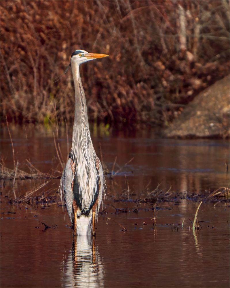 Great Blue Heron, Mud Pond, Peterson WMA, NH, USA, 4/14/25 (my first sighting this year, "foy")