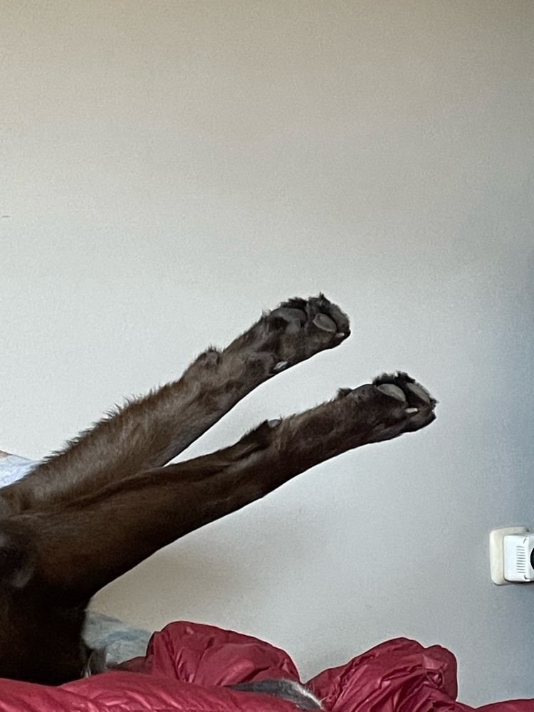 Theo, der braune Labbi-BorderCollie-Mix liegt auf einer bordeauxfarbenen Decke auf dem Rücken und streckt die Vorderläufe in die Luft.