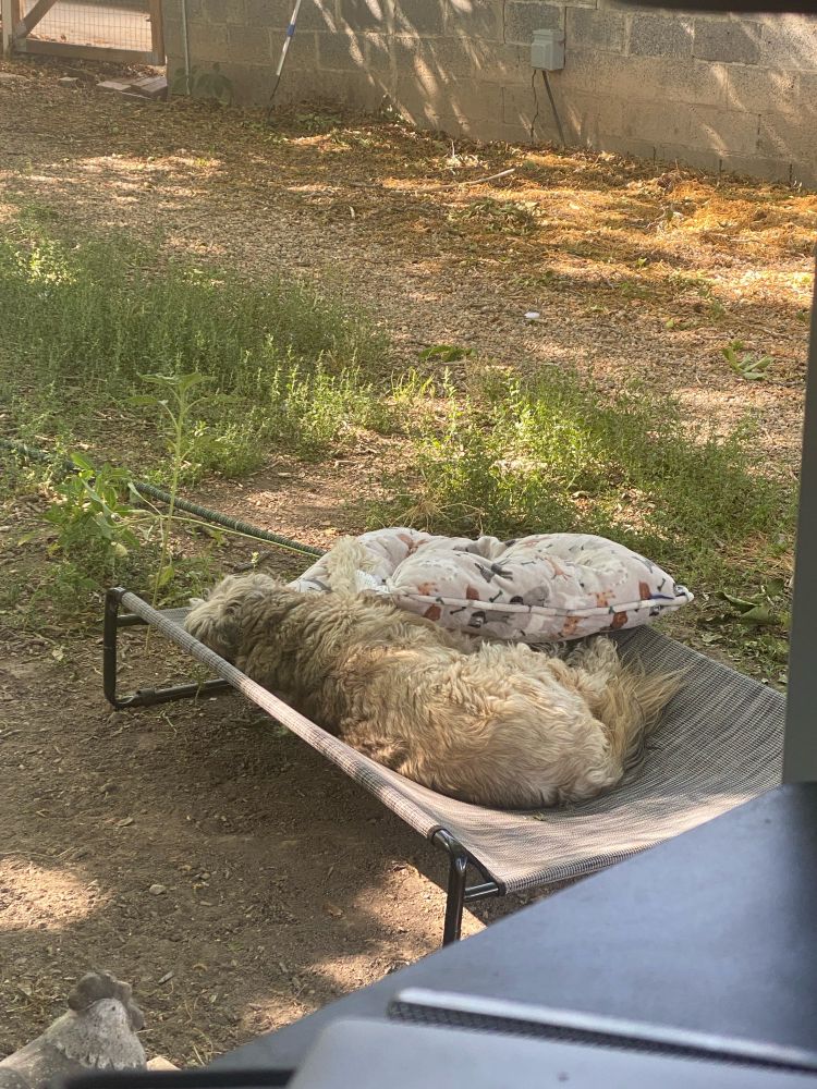 A very asleep sable colored aussiedoodle on her outdoor bed in the dappled sunlight. The common joke is this is here typical work from home day.