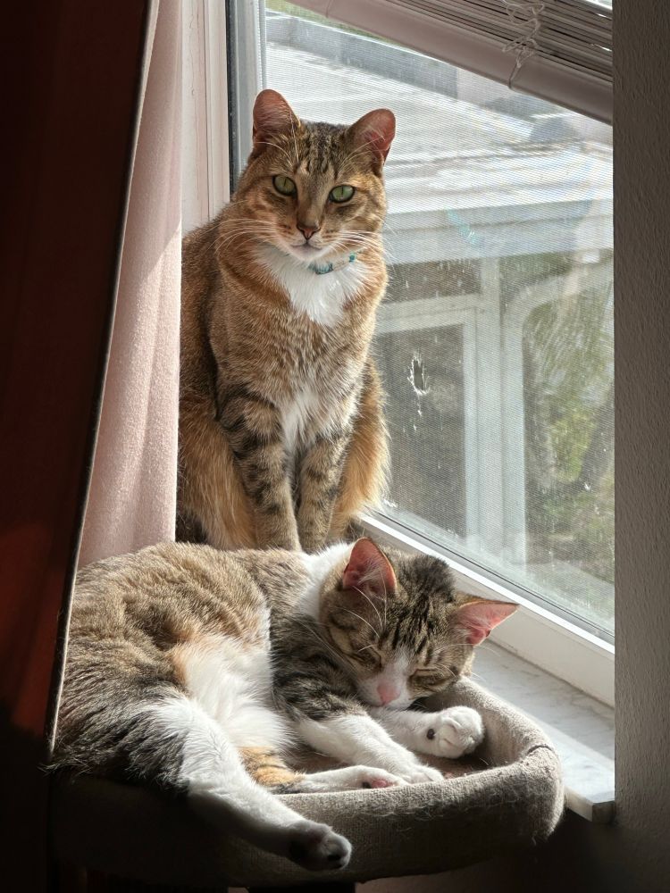 Rizzo, and light brown mackerel tabby, stands over his sleeping sister Ellie, a piebald tabby, by the window. 