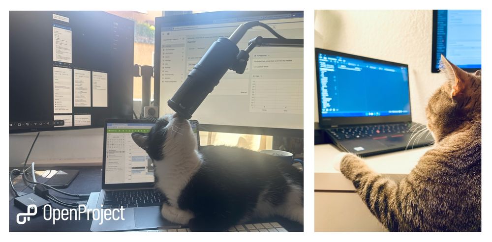 Collage of two photos, both showing cats sitting on desks with screens. One cat sniffs the microphone, one puts their paw towards a laptop.
