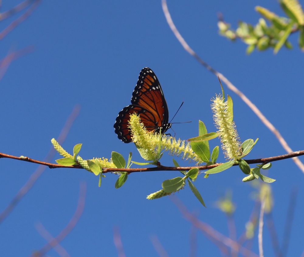 A monarch butterfly resting on a branch, Everglades National Park