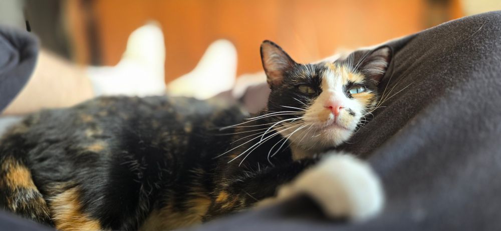 My tortie cat in my lap, preventing me from moving.