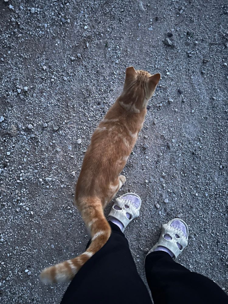 An orange cat stands next to a pair of legs. The two are standing in the alley having just taken out the trash. 