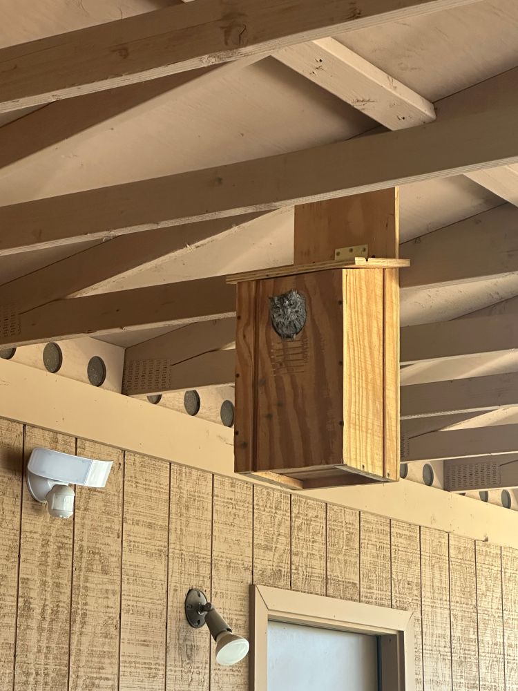 Looking up at the ceiling of a carport with an owl box with a western screech owl looking out. It’s a tiny little owl, just filling the “door”.