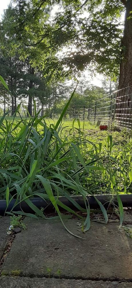 From the view of a stone paver, tall grass shades the viewer. Sunlight trickles in through the leaves, making for a surreal golden morning.