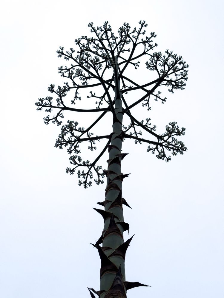 Tall agave bloom stalk seen from below, rising sharply into a pale overcast sky. The green stalk is lined with pointed, dark leaf remnants and topped with a branching crown of clustered flower buds. The minimal background emphasizes the graphic shape of the plant.