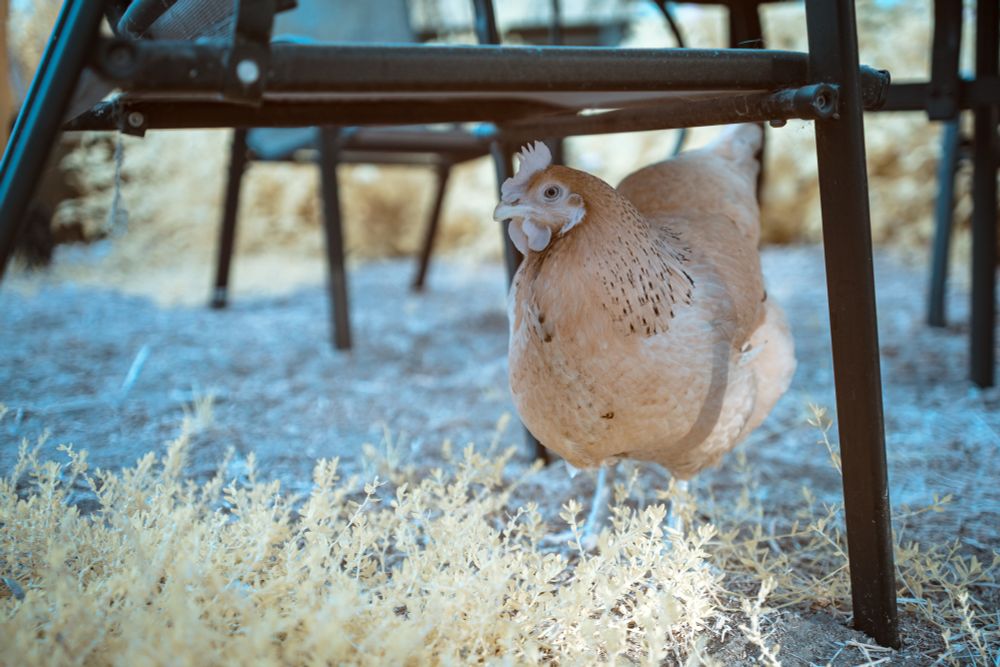 A light brown chicken with speckled neck feathers walks beneath a black metal chair in an outdoor setting. The ground is covered with pale yellow plants and cool-toned dirt, rendered in false colors due to the use of a 590nm infrared filter. The infrared effect gives the image a dreamlike quality, with surreal blue and golden hues.