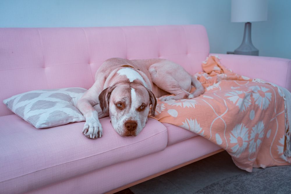 A large dog with a white and light brown coat lies stretched out on a pastel pink couch, resting its head on a white patterned pillow. Captured in 590nm infrared, the colors appear surreal and cool-toned, with muted pinks and oranges dominating the scene. An orange floral blanket and a modern lamp sit in the background, adding to the softly stylized, dreamlike atmosphere. The dog gazes calmly toward the camera.