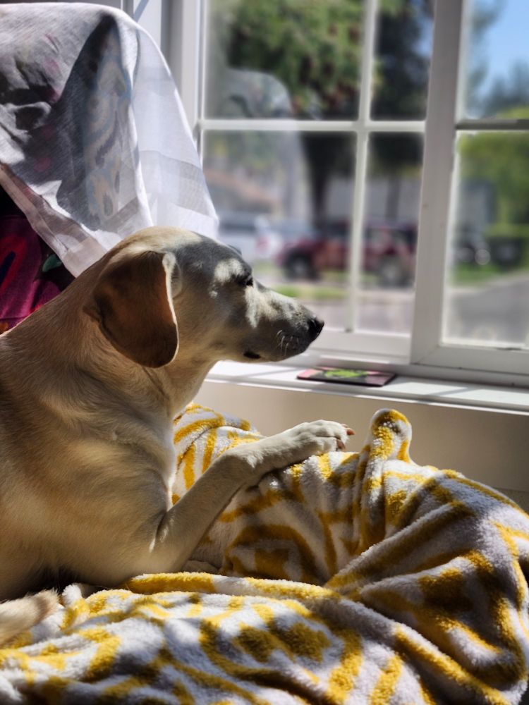 Yellow lab mix sitting in the sun and looking out the window. 