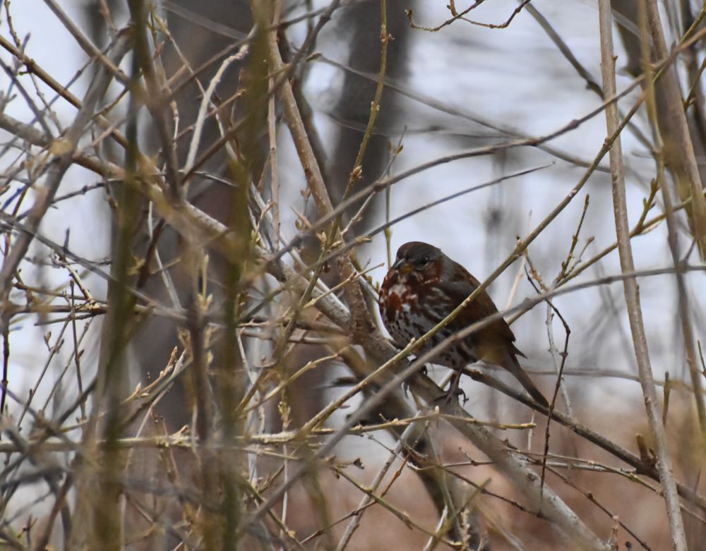 Image of a Fox Sparrow perched among bushes. 