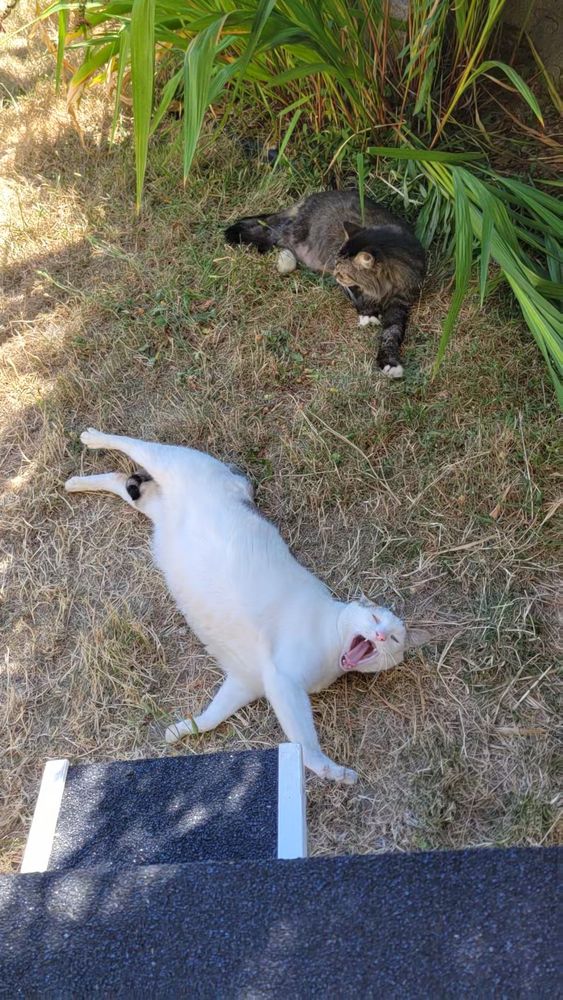 two cats lying in the shade. one of em is doing a big stretch n yawn