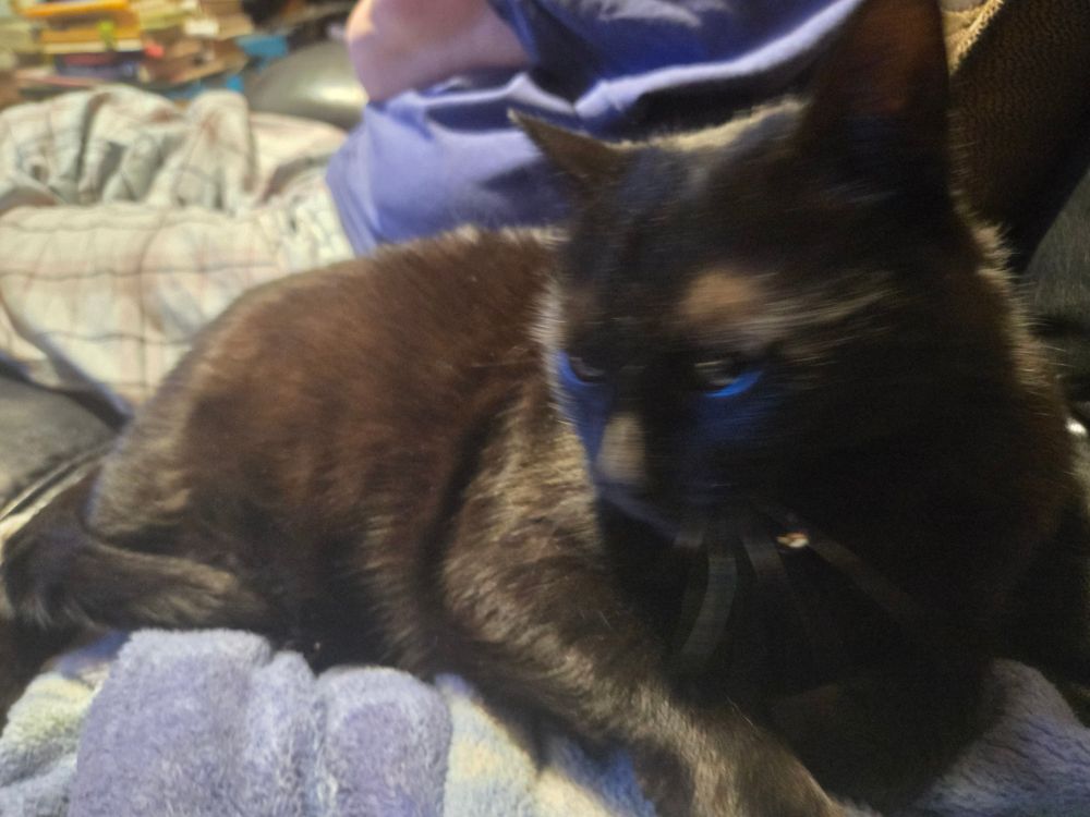 Cat tax: a black cat laying on a blanket