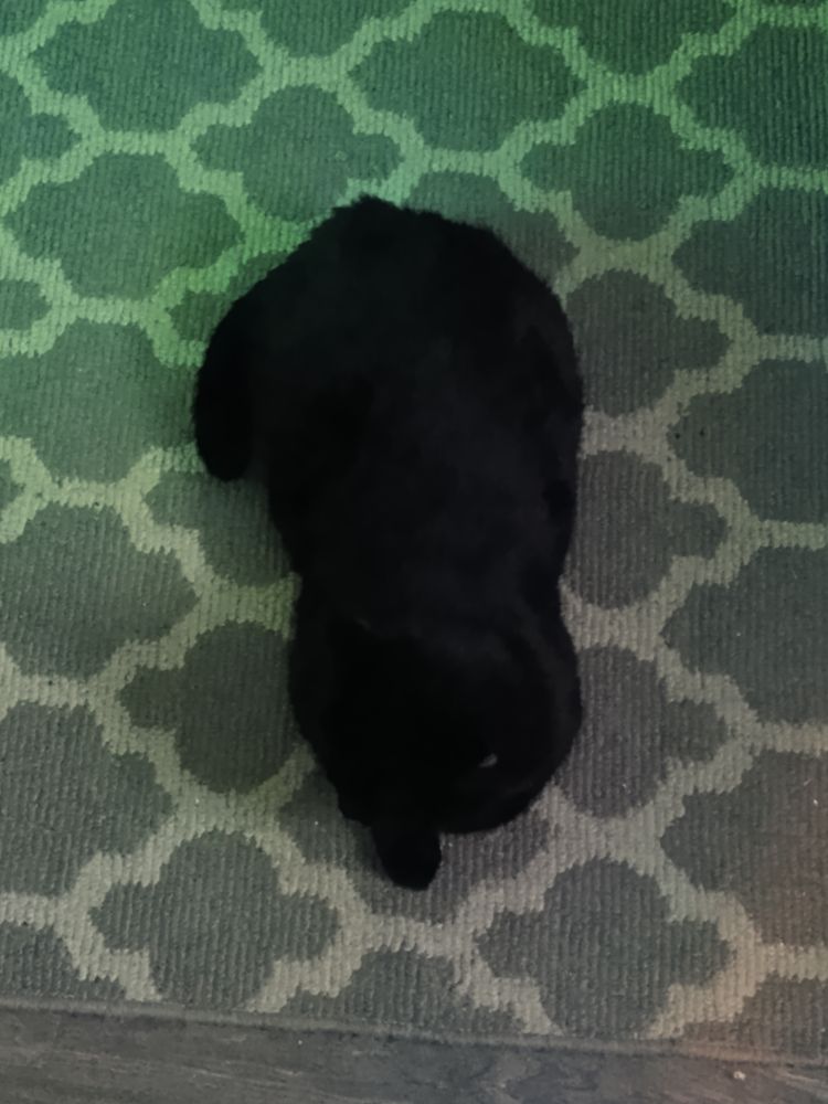 View from above of a black cat sits on a patterned carpet, loafing with one front paw sticking out, tail wrapped around the stage-left side of her body