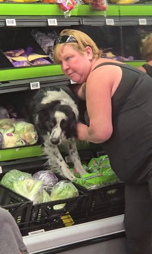 Dog jumped up into vegetable area and got stuck 
