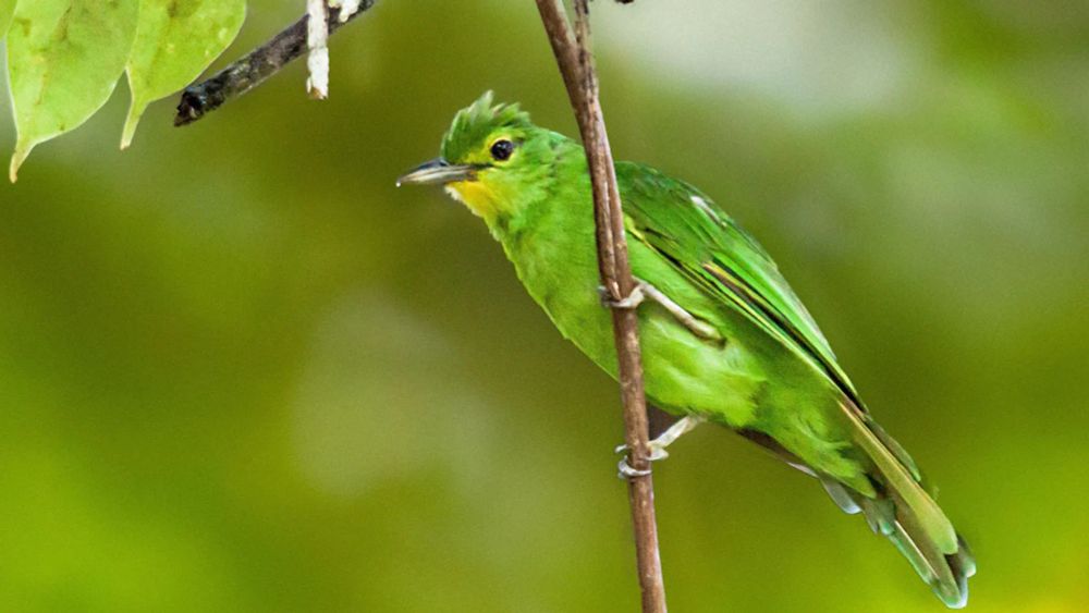 Eine Studie zeigt, dass extreme Hitzewellen seit 1950 die Vogelpopulationen in tropischen Regionen um 25 bis 38 Prozent reduziert haben.