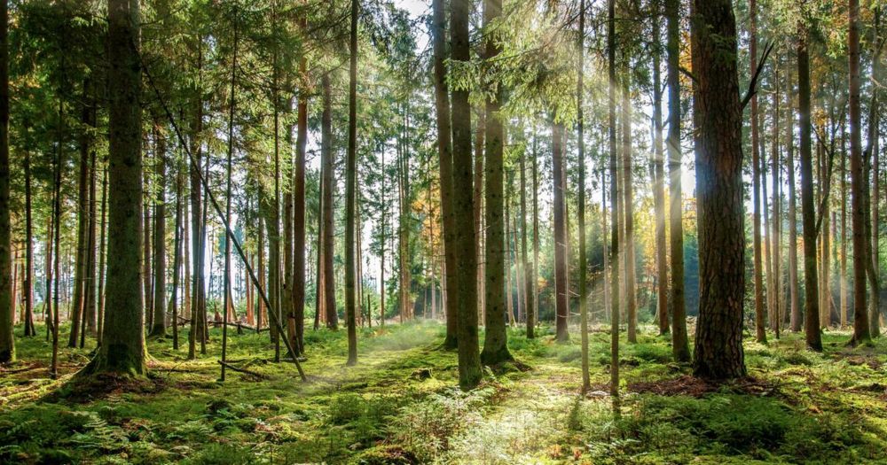 Waldforscher: Beschädigte Wälder können eine Chance sein