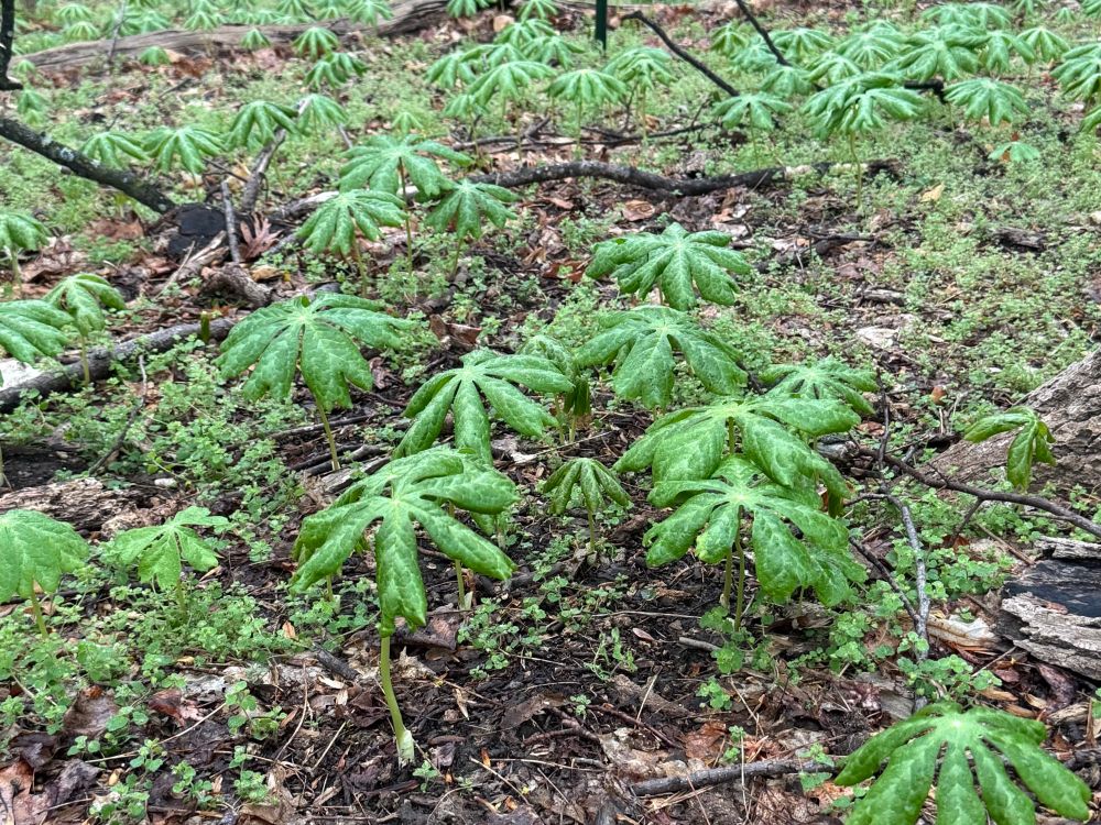 Picture of some mayapple plants in a forest. They’re very green and look kind of like if a palm tree was about a foot tall and had big individual leaves instead of fronds, so nothing like a palm tree.