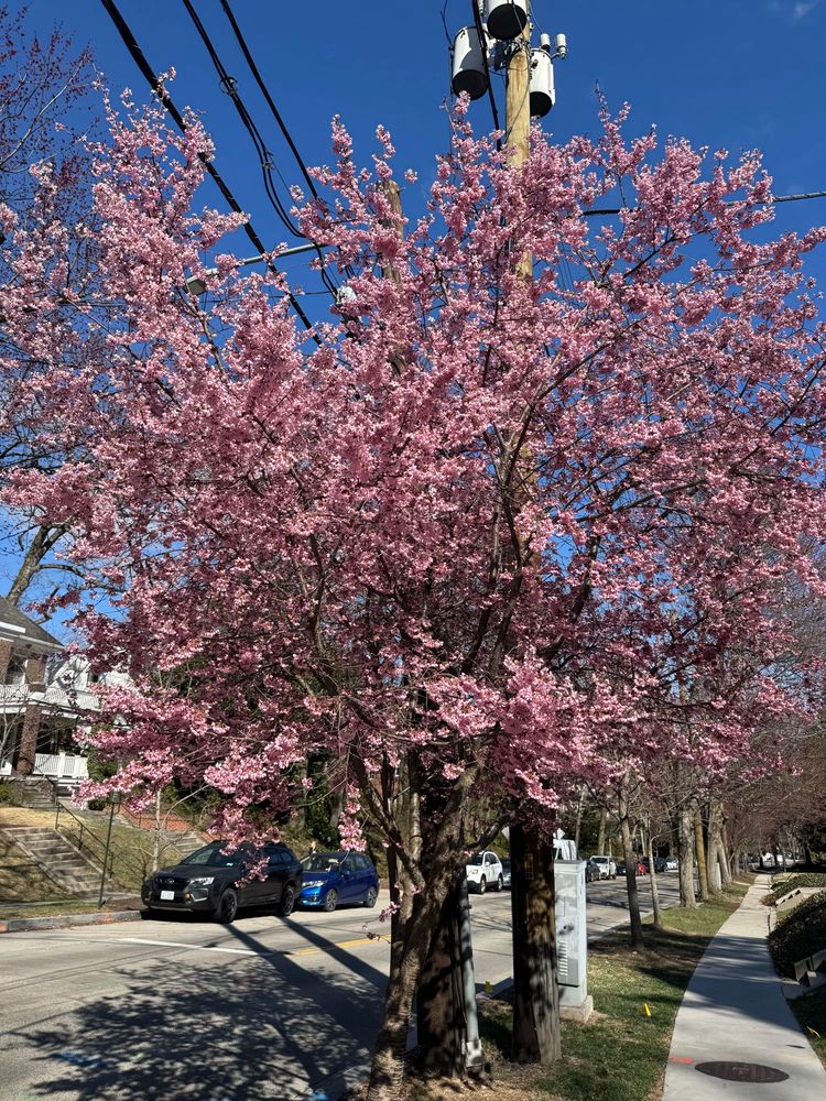 A pink blossoming cherry tree