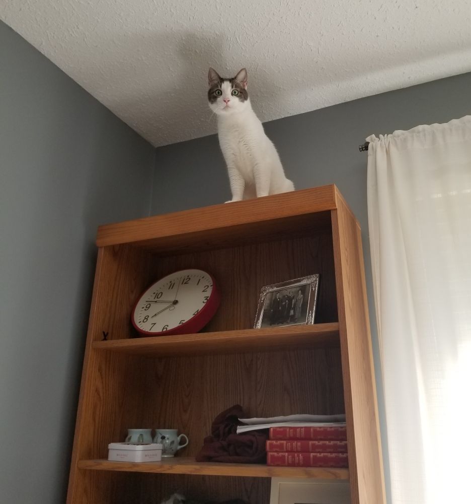 A white cat with a grey face stands alert on top of a bookshelf.