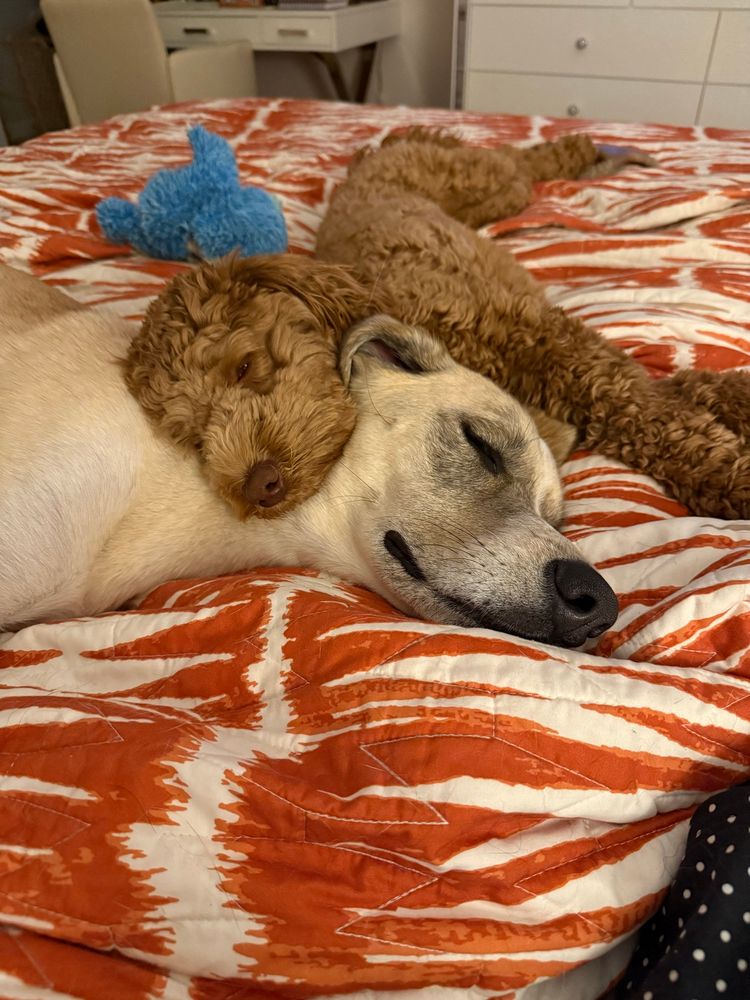 Caramel colored curly puppy laying her head across big brother’s head while sleeping. Coco Chaos in a moment of repose. 