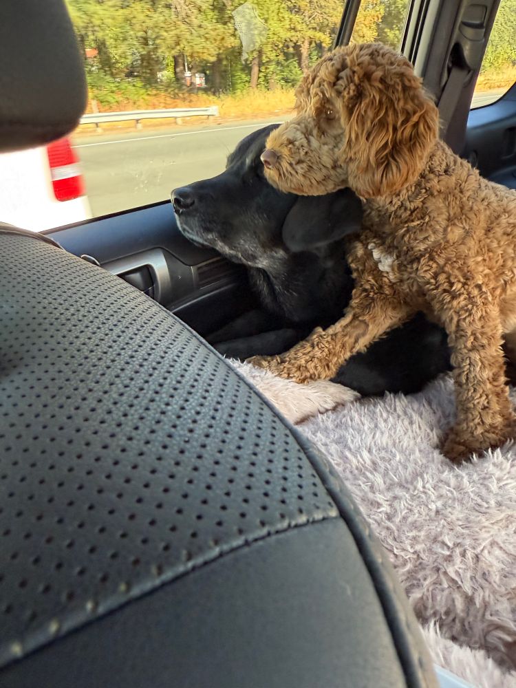Black lab and mini Aussie labradoodle snuggling in car.