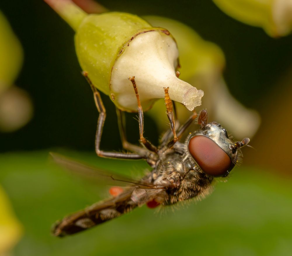 Platycheirus albimanus / Silverfotblomfluga / White-footed Hoverfly / Sinikarttukirvari
