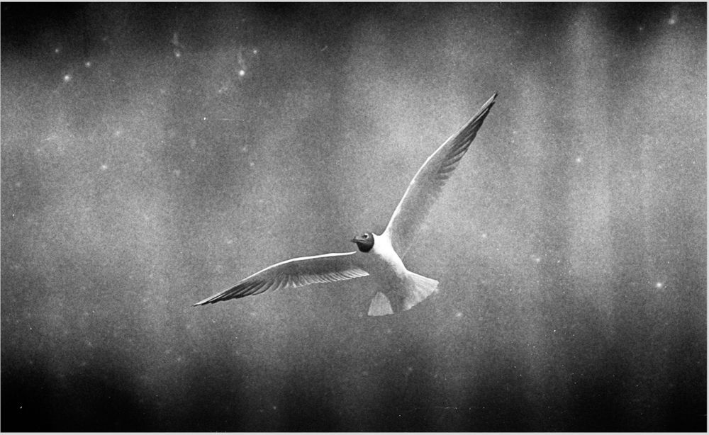 A gull caught in flight. Some sort of accident during development has rendered it on a dreamlike background. 