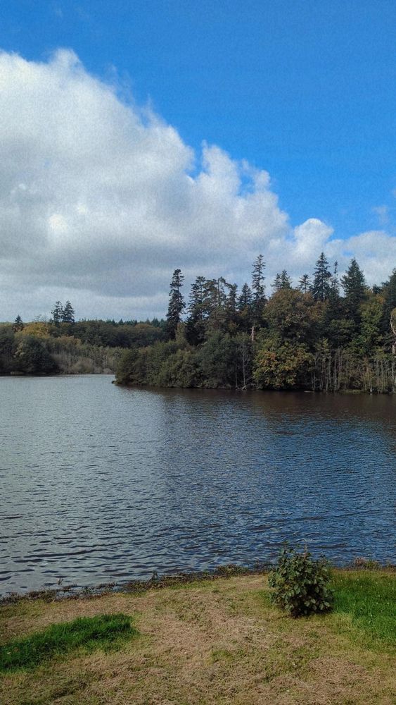 Une petite île pleine d'arbres au milieu de l'eau, près de Paimpont.