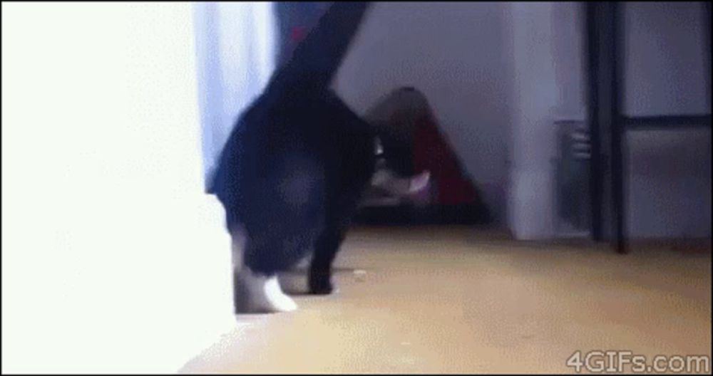 a black cat is playing with a toy in a room with the website 4gifs.com in the corner