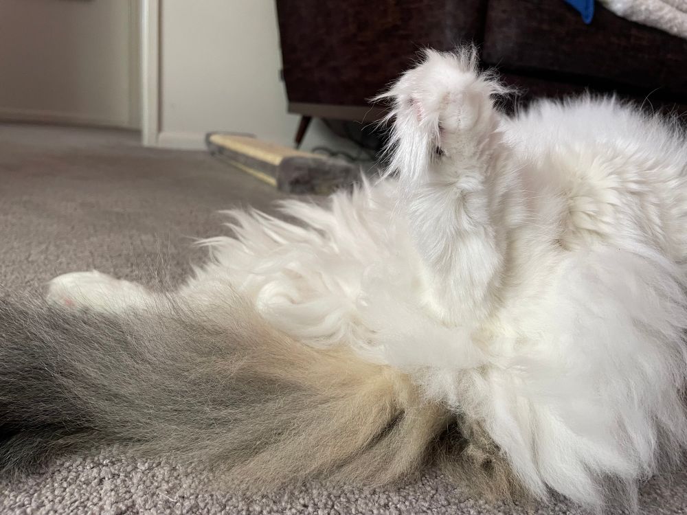 Look closely, there’s beans hidden midst all my Floof